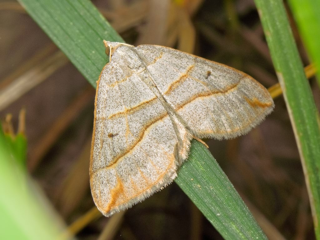 Scotopteryx mucronata (Scopoli, 1763)